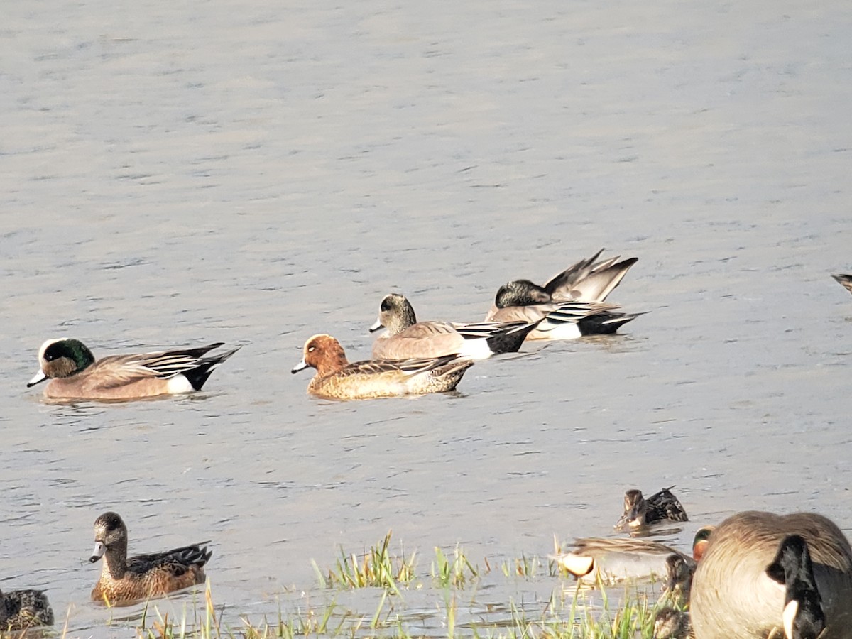 Eurasian Wigeon - ML614105054