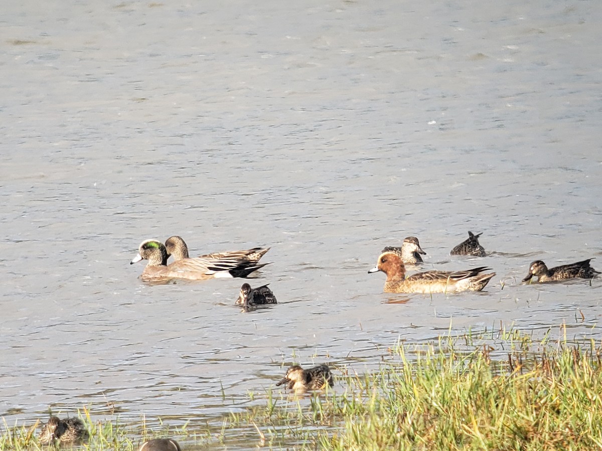 Eurasian Wigeon - ML614105066