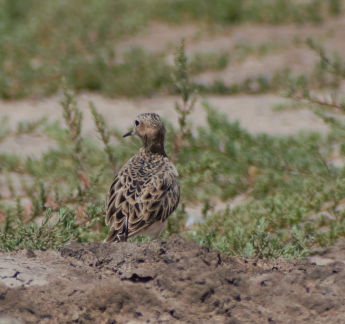 Buff-breasted Sandpiper - ML614105095