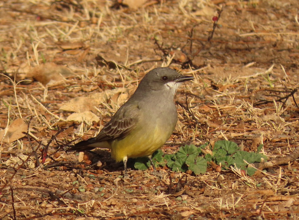 Cassin's Kingbird - ML614105101