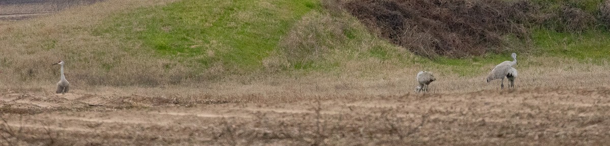 Grulla Canadiense - ML614105115