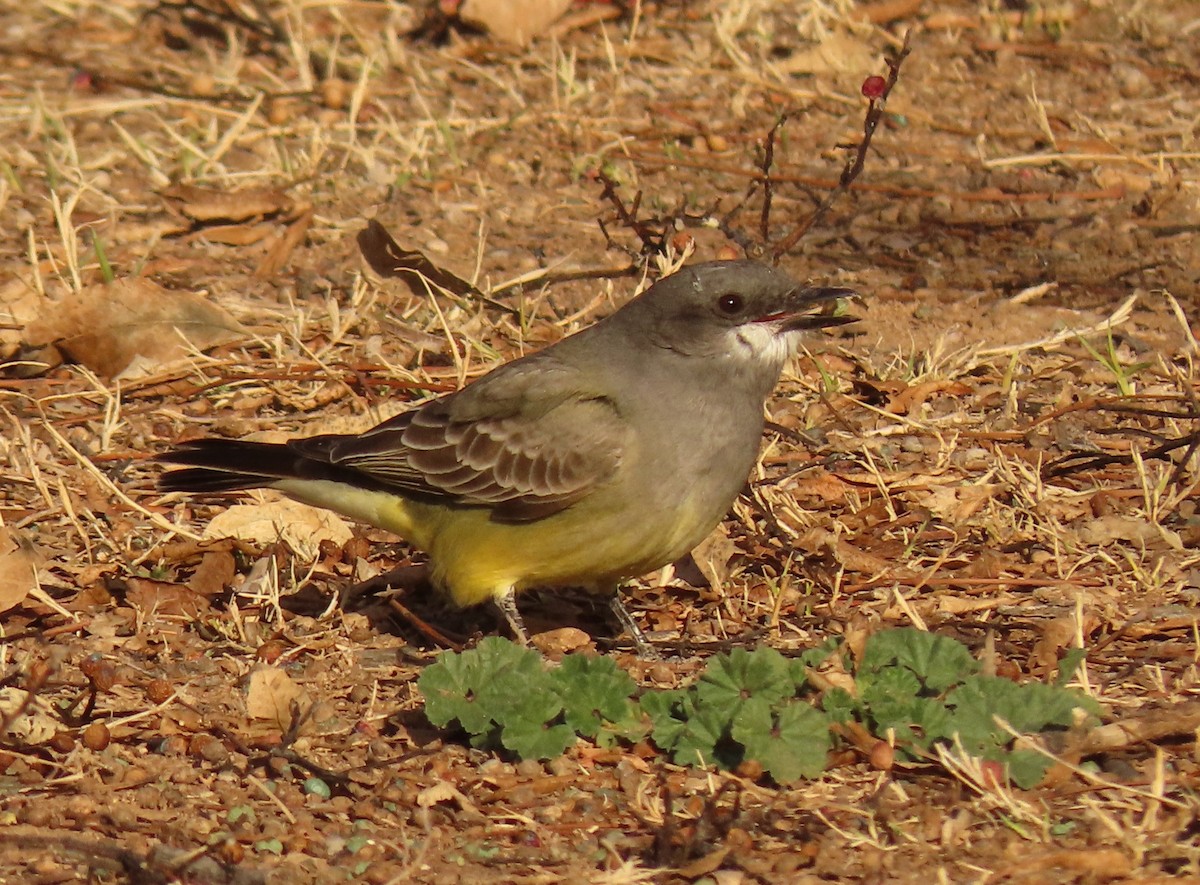 Cassin's Kingbird - ML614105130