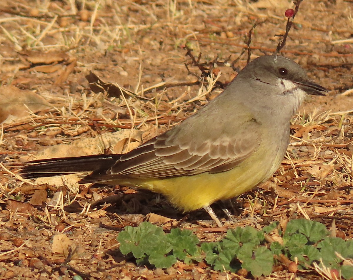 Cassin's Kingbird - ML614105148