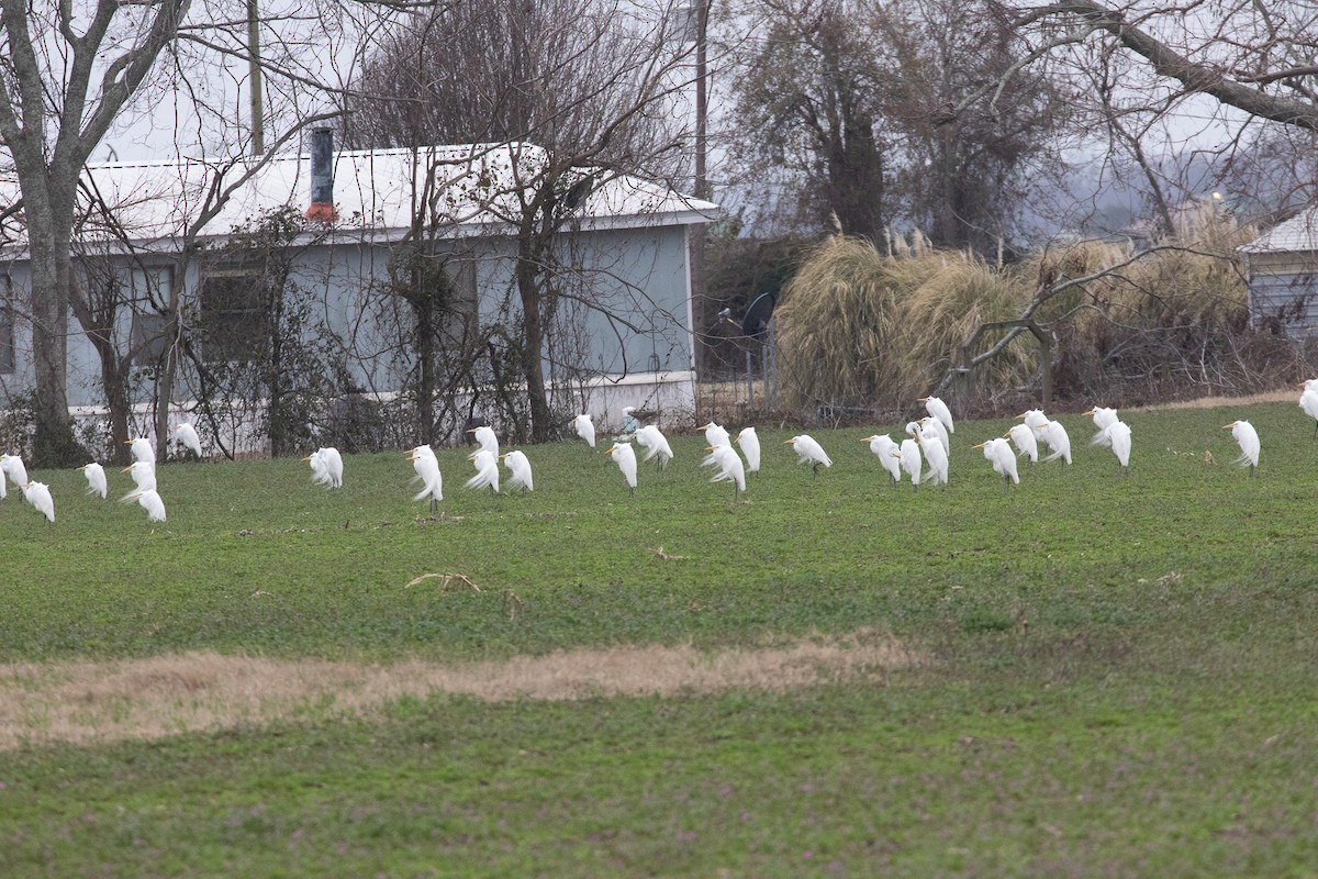 Great Egret - ML614105161