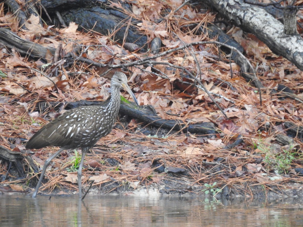 Limpkin - ML614105211