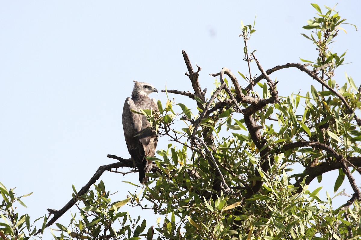 Martial Eagle - Andrew Culshaw