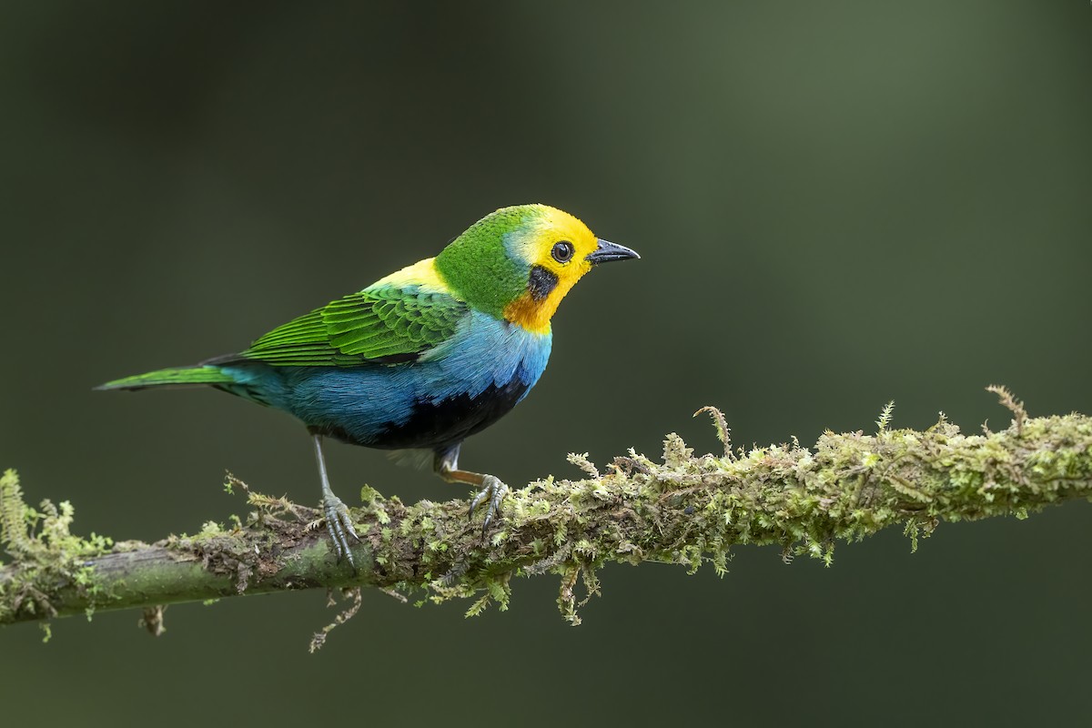 Multicolored Tanager - Miles Tindal