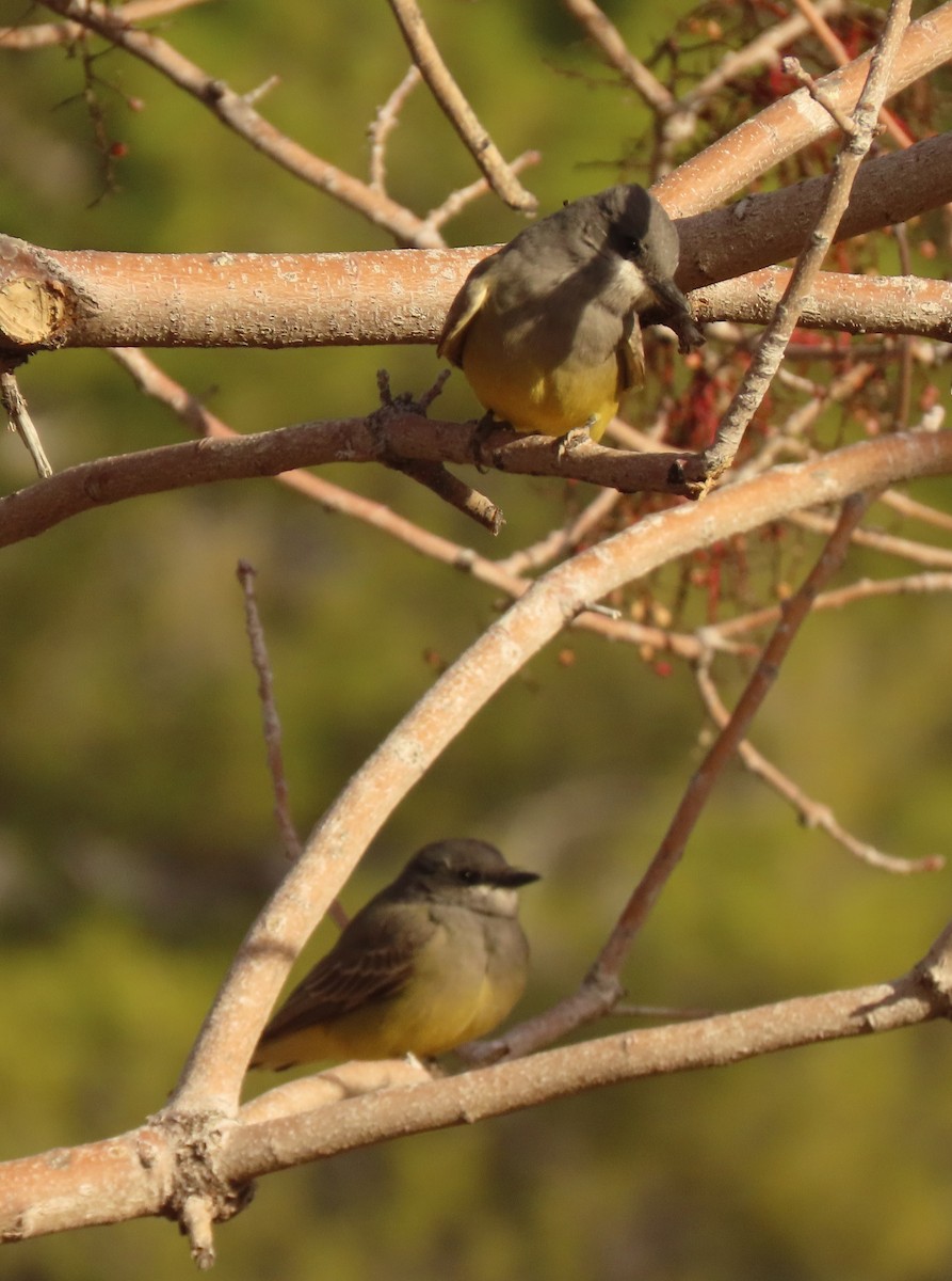 Cassin's Kingbird - ML614105238