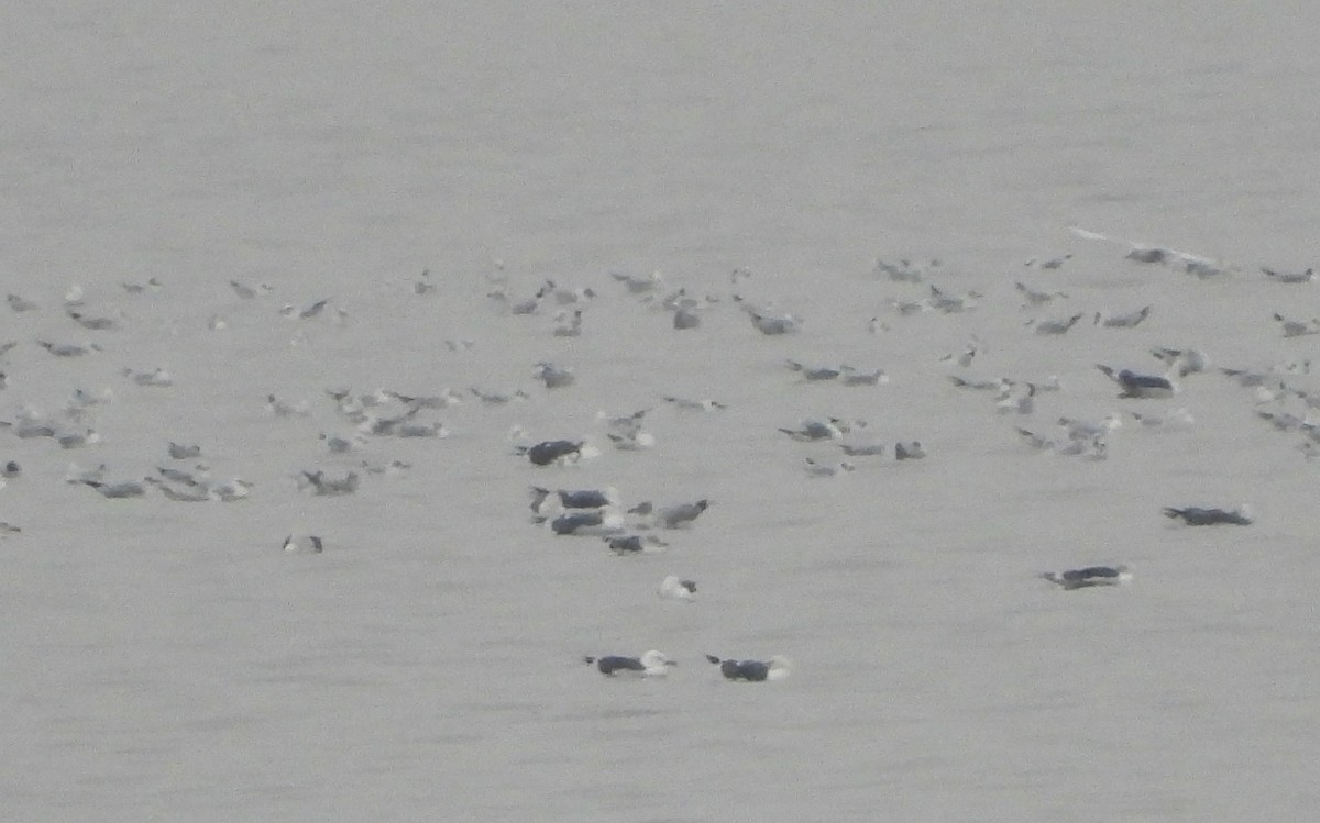 Yellow-legged Gull - Martín  Rey Pellitero