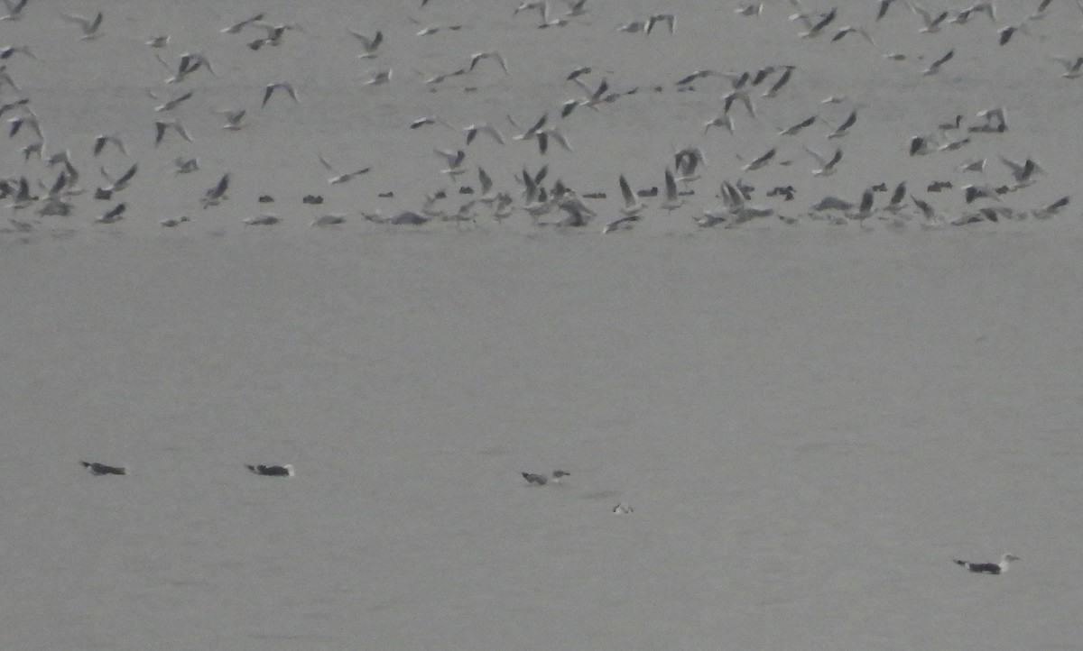 Yellow-legged Gull - Martín  Rey Pellitero