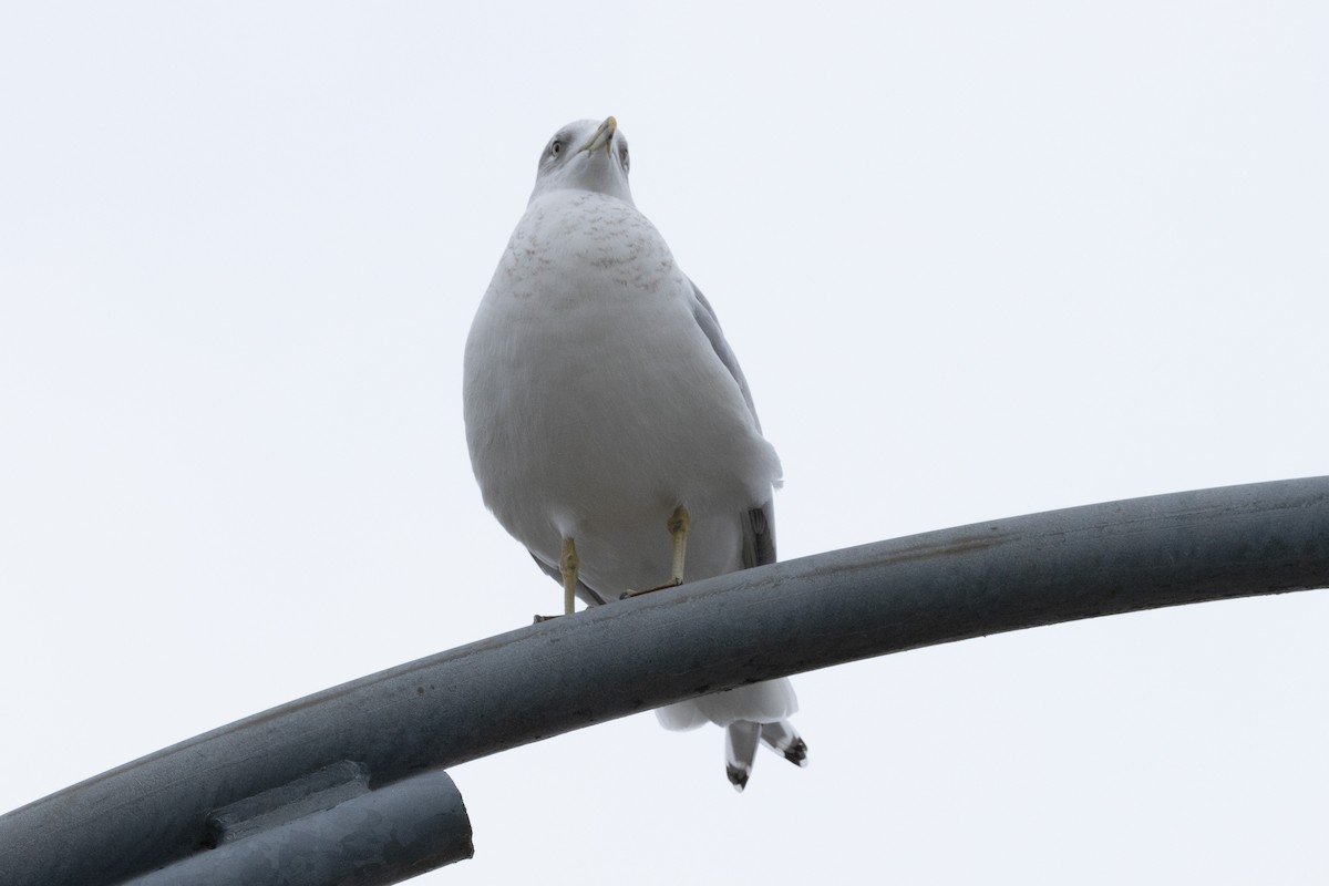 Ring-billed Gull - ML614105473