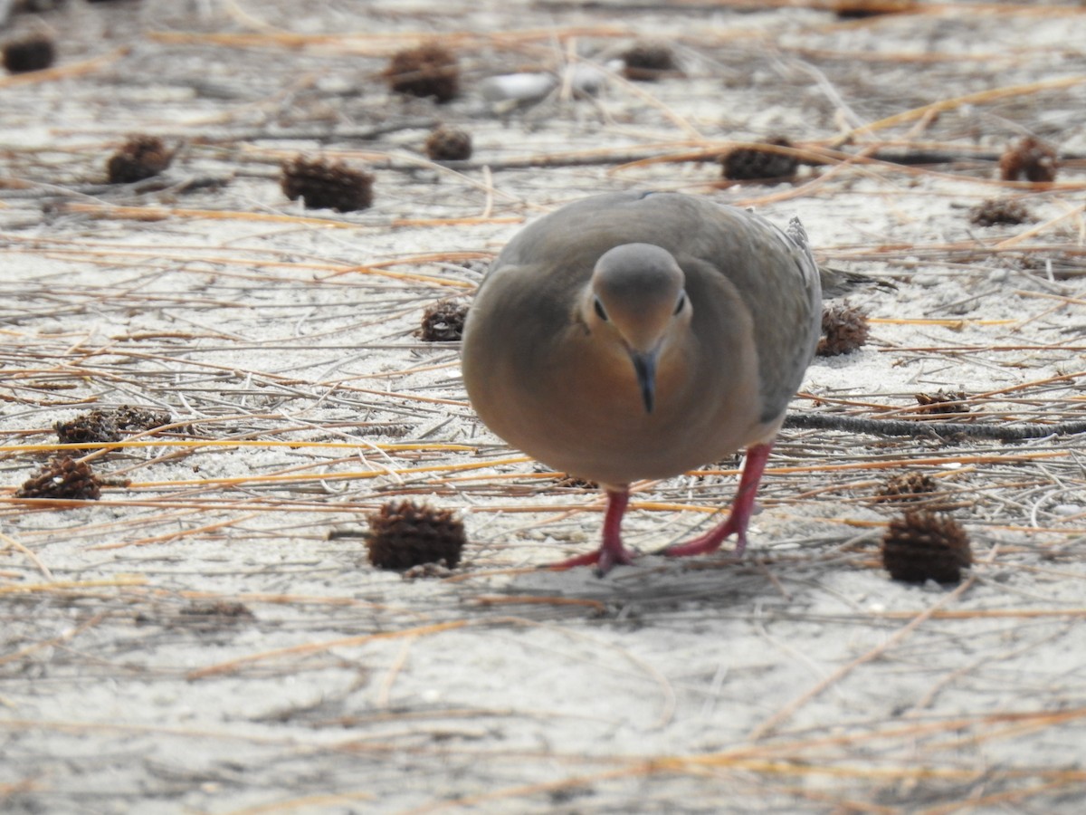 Mourning Dove - Alan Younger