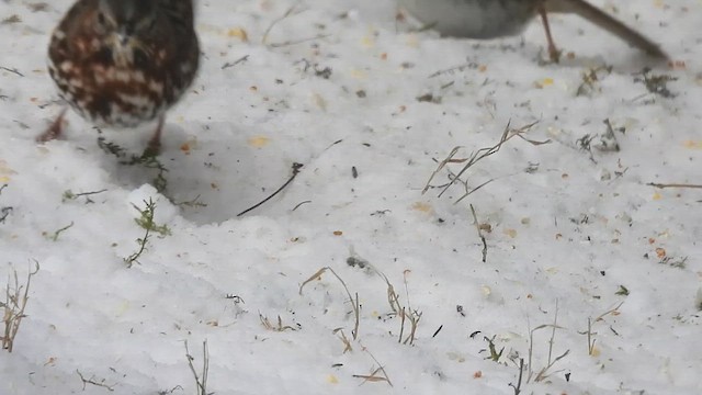 Fox Sparrow (Red) - ML614105522