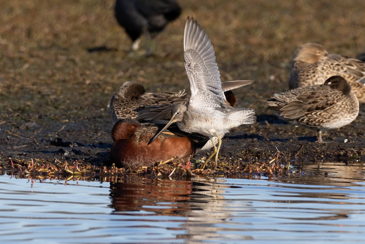 Long-billed Dowitcher - ML614105555