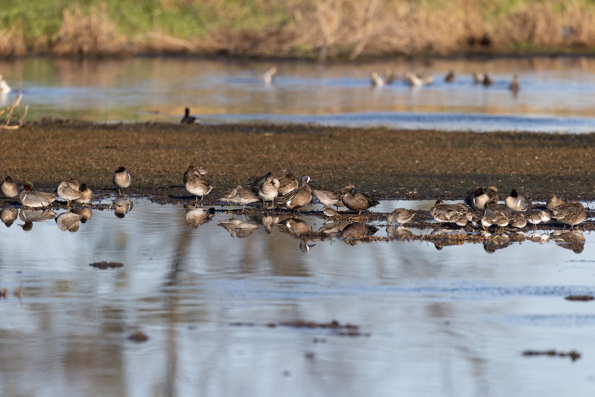 Long-billed Dowitcher - ML614105578