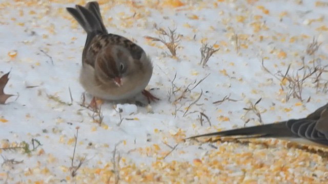 Field Sparrow - ML614105590