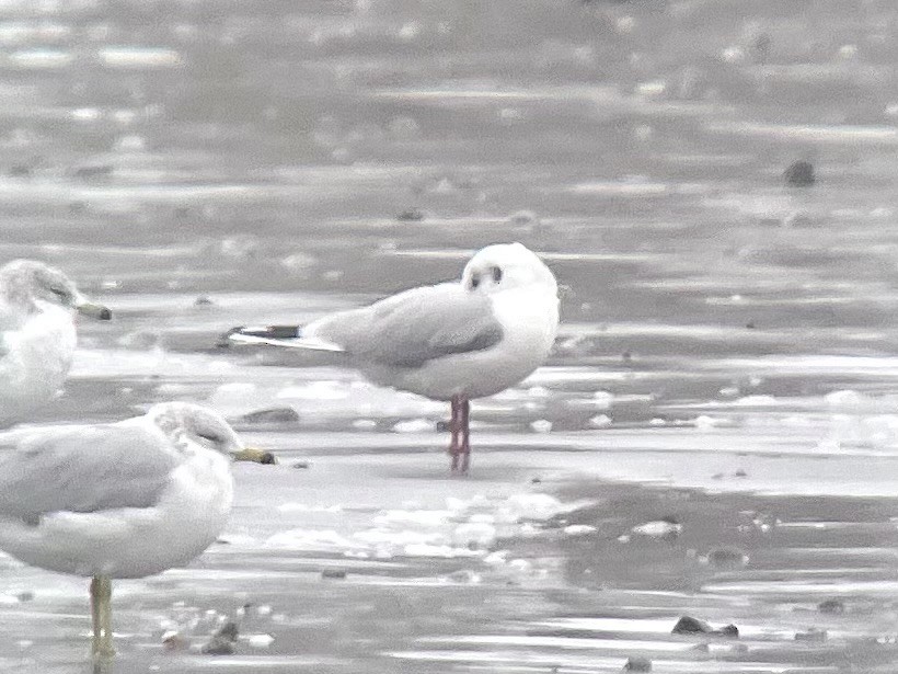 Black-headed Gull - ML614105607