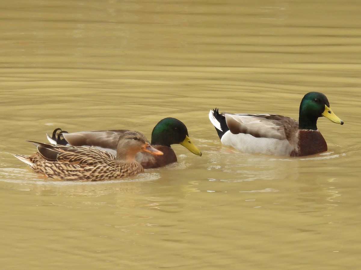 Mallard - Cathy DiSalvo