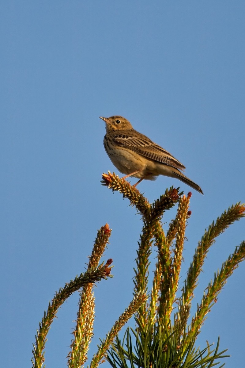 Tree Pipit - Paul Hammond