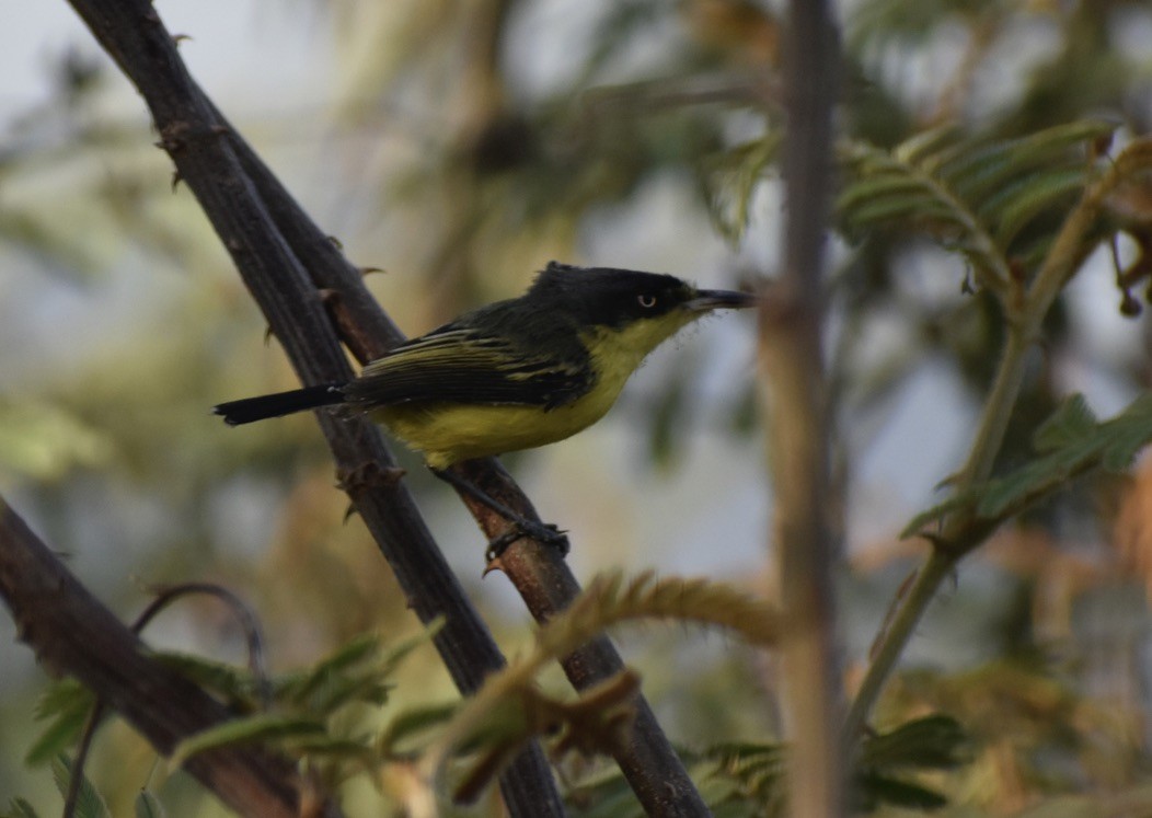 Common Tody-Flycatcher - ML614105696