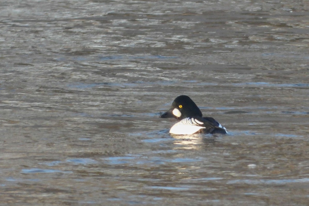 Common Goldeneye - ML614105726