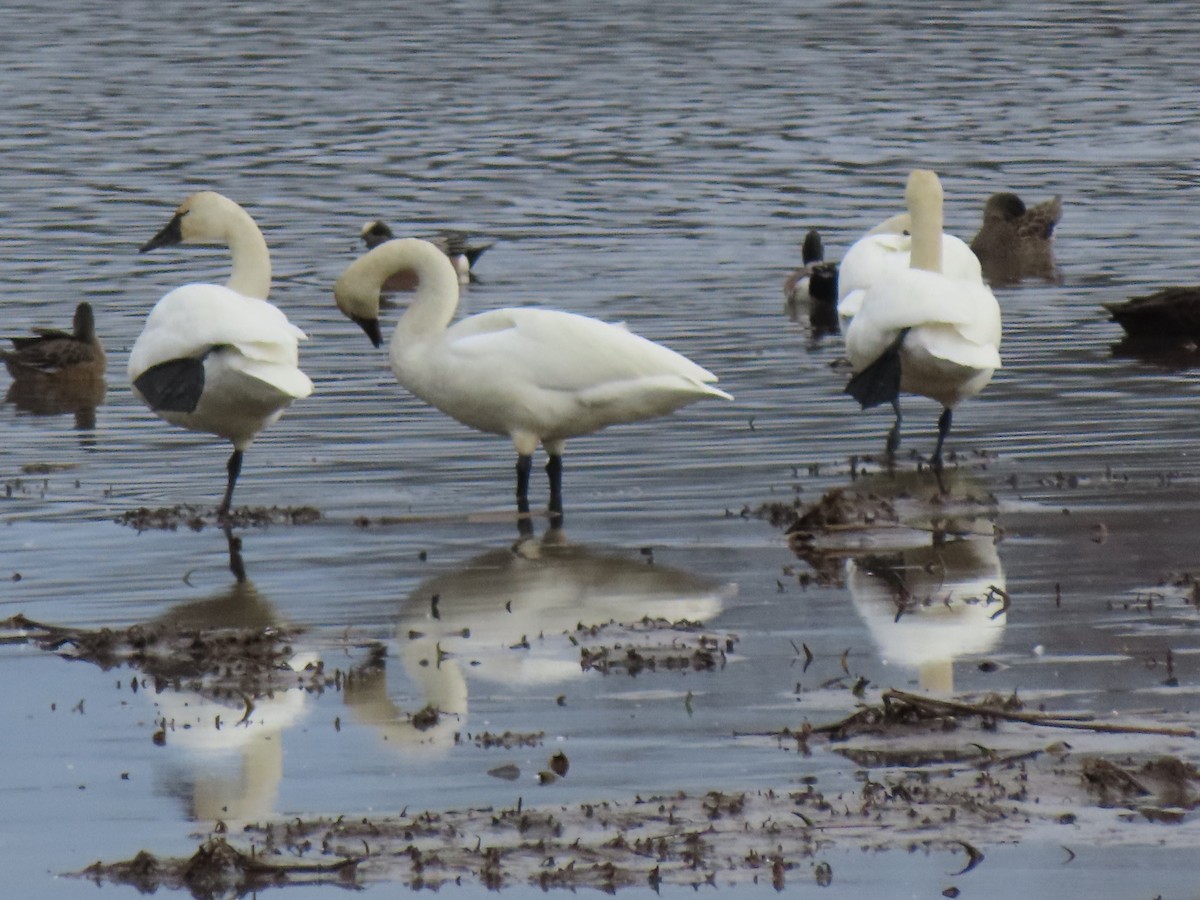 Tundra Swan - ML614105753