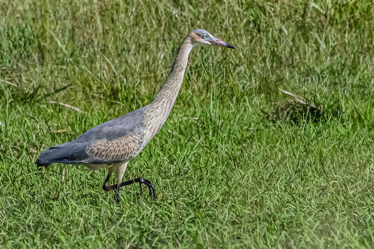 Whistling Heron - ML614105775