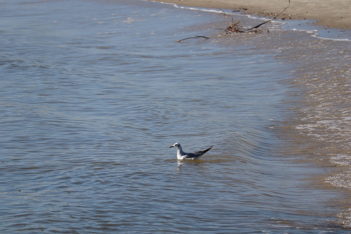 Bonaparte's Gull - Tristan Swartout