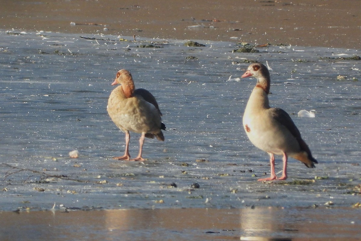 Egyptian Goose - ML614105852