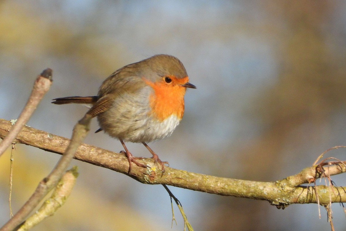 European Robin - ML614105869