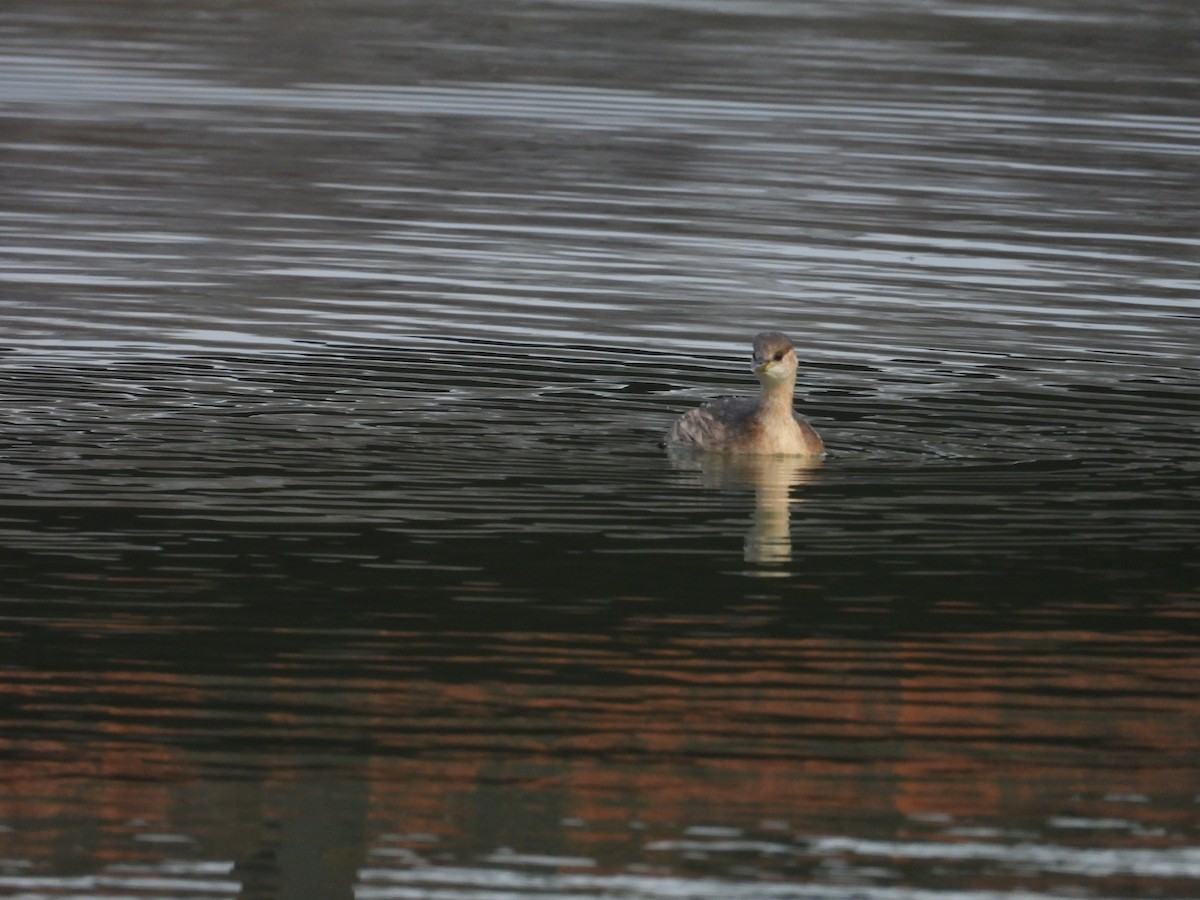 Little Grebe - ML614105890