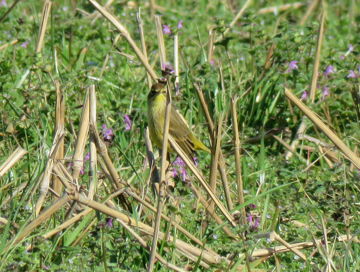 Paruline à couronne rousse - ML614105913