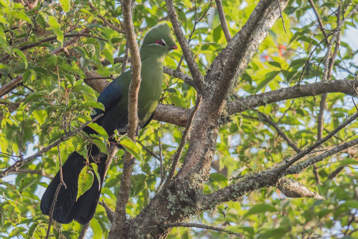 Knysna Turaco (Northern) - ML614105928