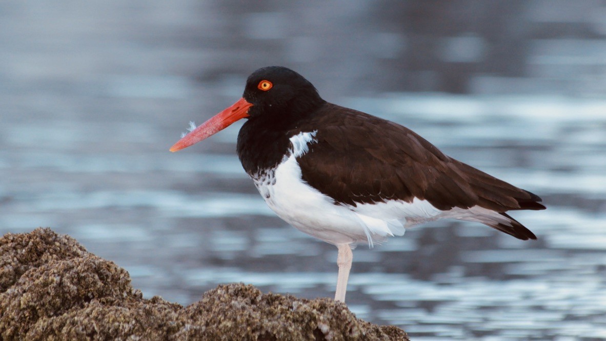 American Oystercatcher - ML614105930