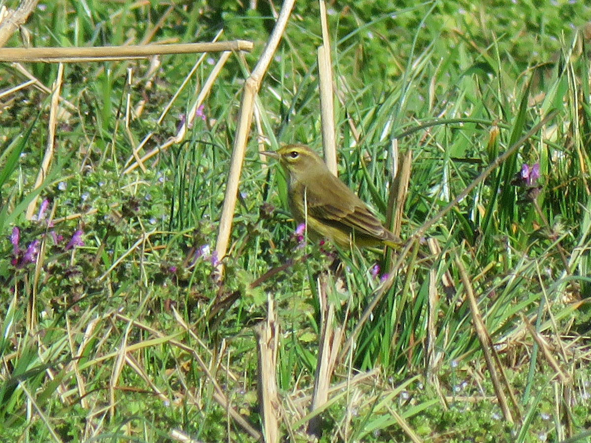 Palm Warbler - ML614105933