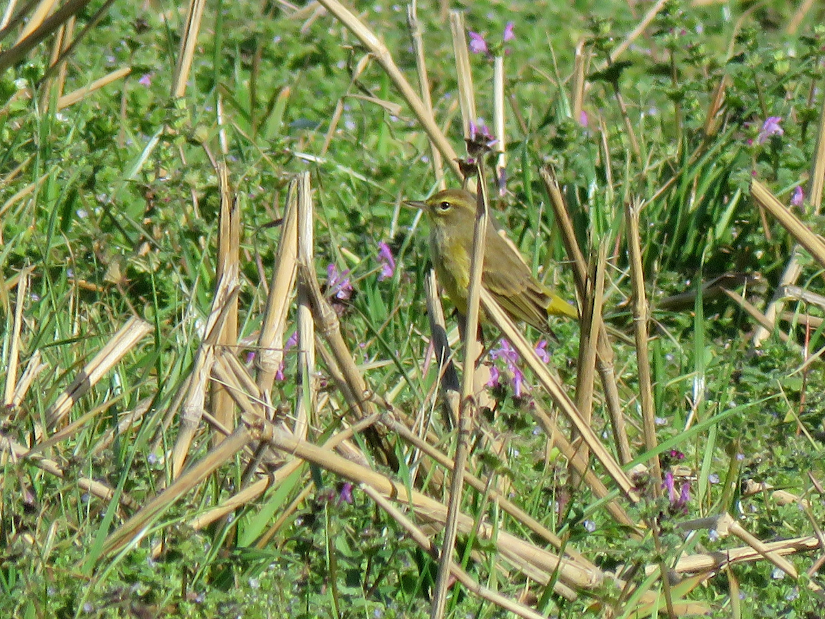 Palm Warbler - ML614105947