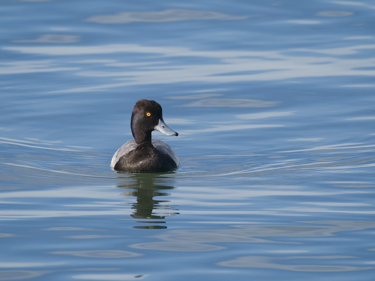 Lesser Scaup - ML614105969