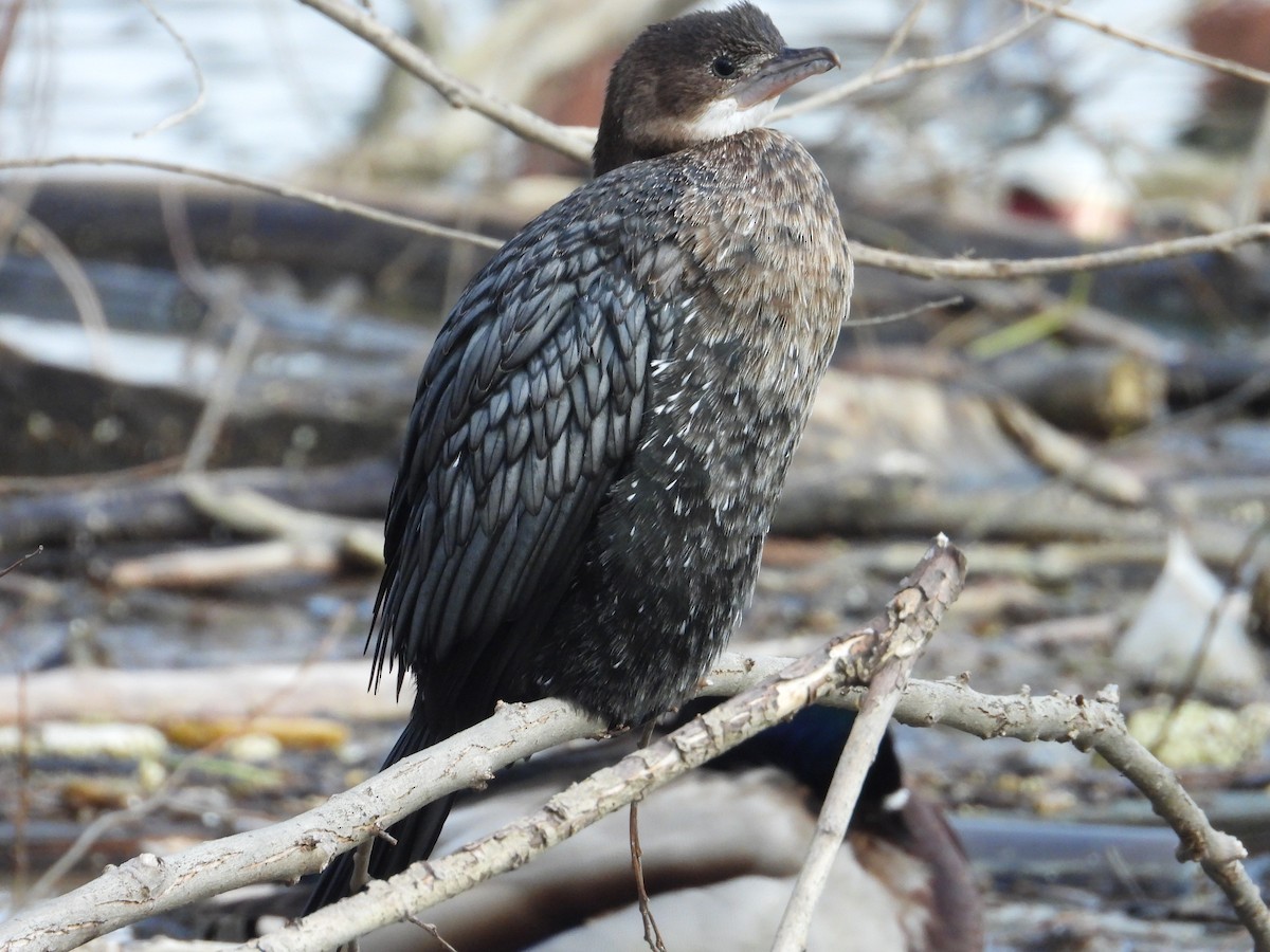 Pygmy Cormorant - ML614105973