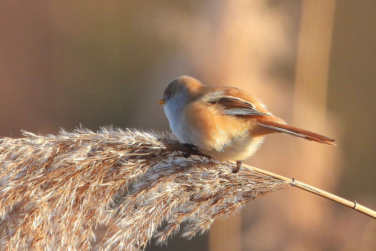 Bearded Reedling - Vladislav Železný