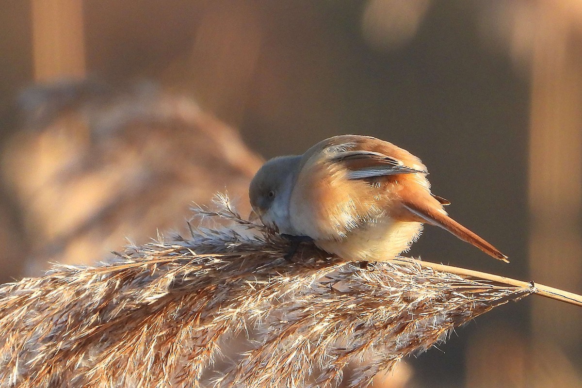 Bearded Reedling - ML614106006