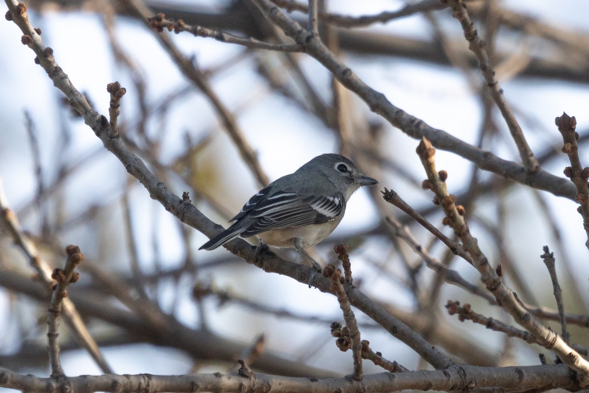 Plumbeous Vireo - Rebecca Marschall