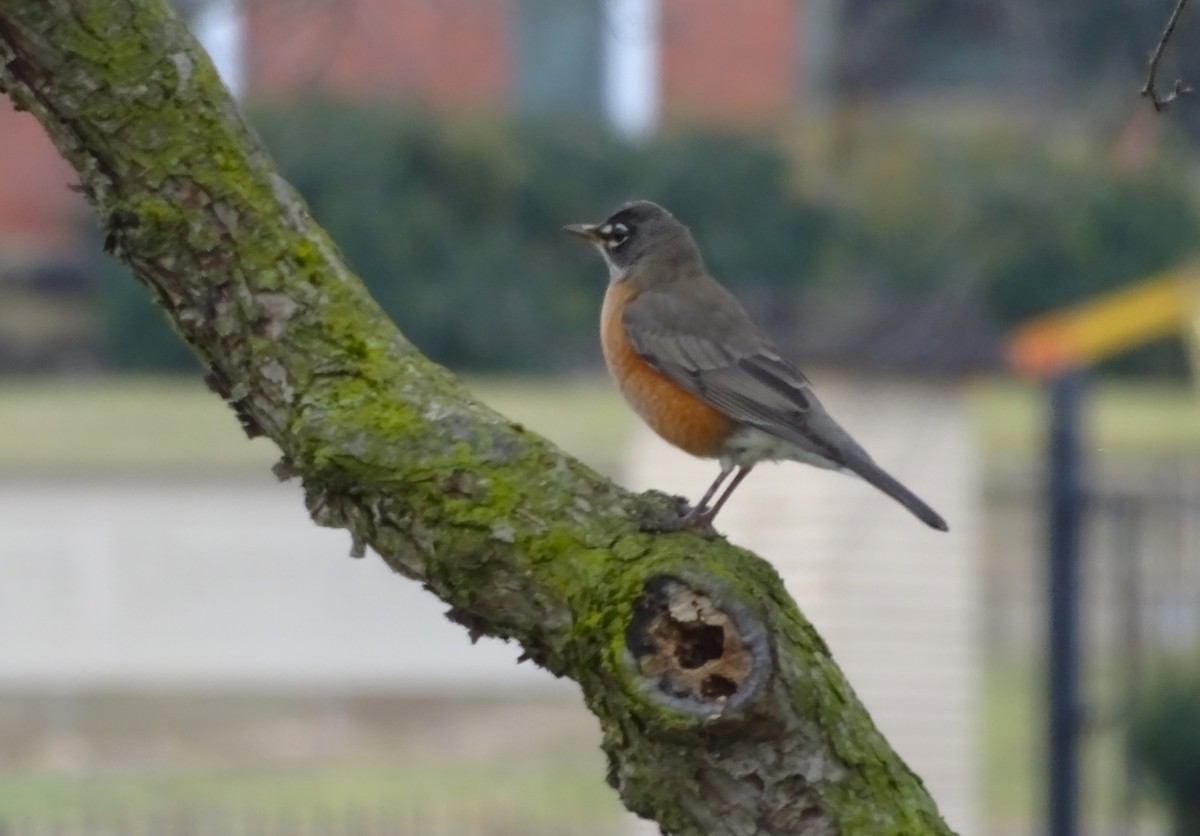 American Robin - ML614106067