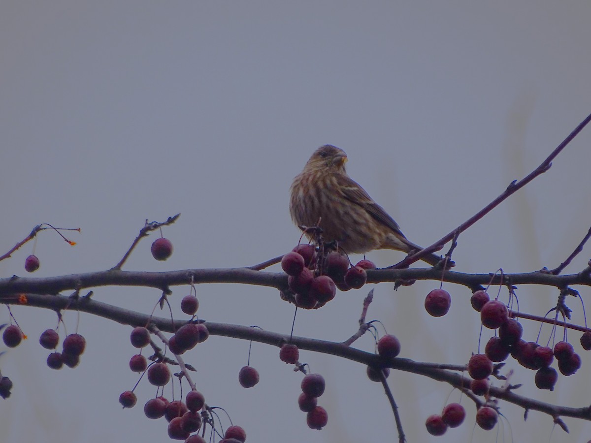 House Finch - ML614106080