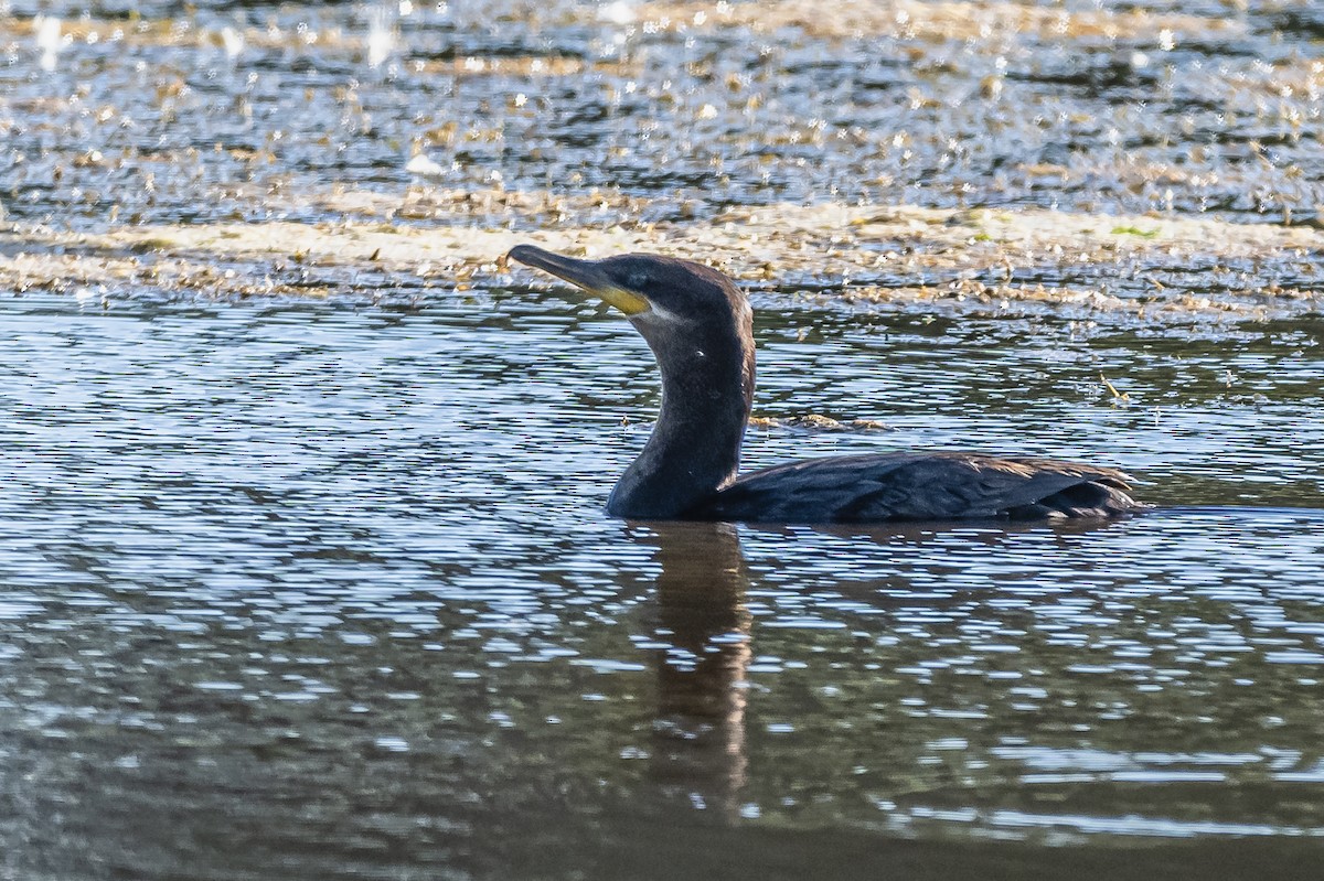 Cormorán Biguá - ML614106105