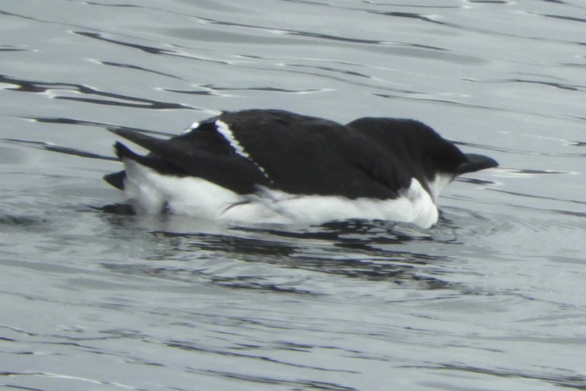 Thick-billed Murre - ML614106106