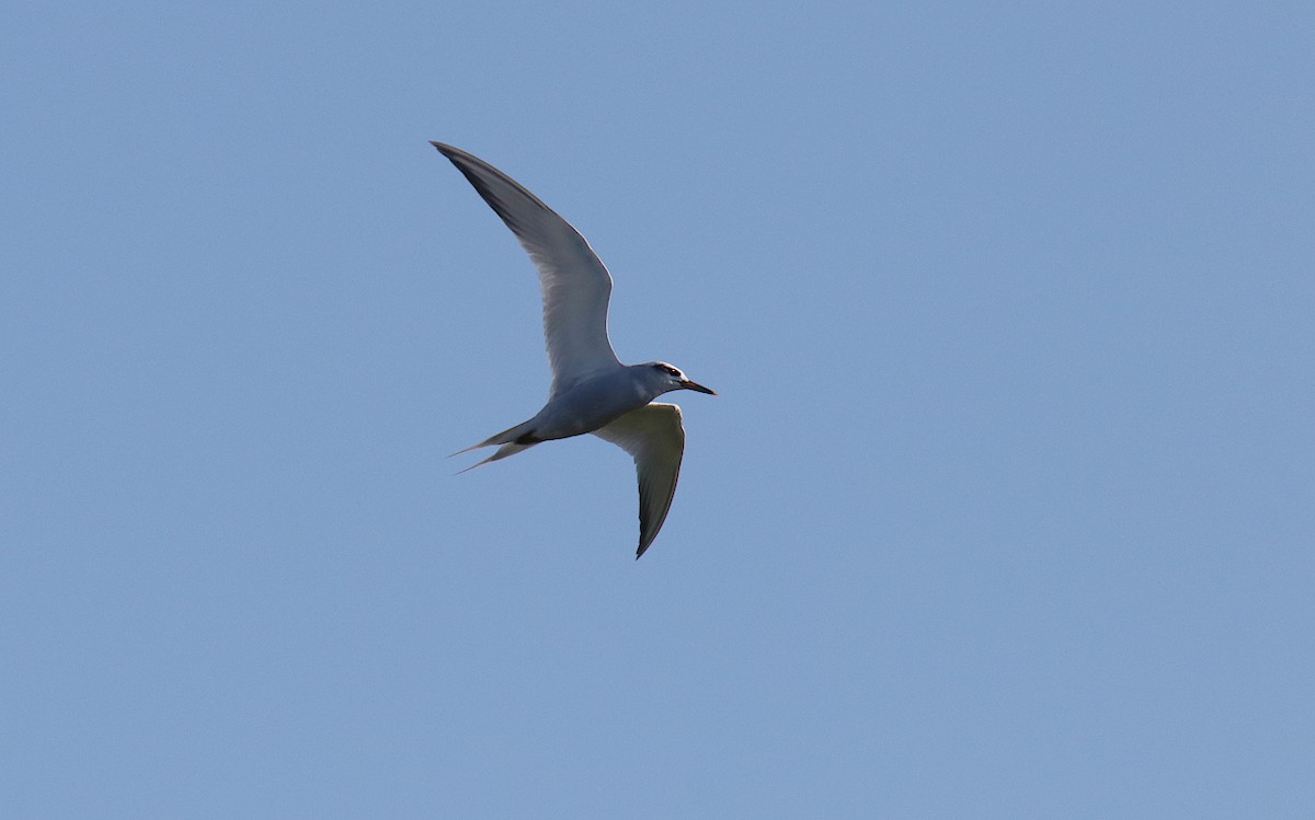 Snowy-crowned Tern - ML614106128