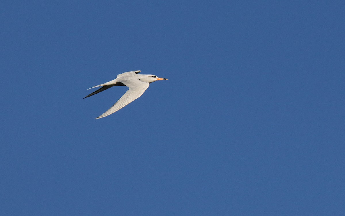 Snowy-crowned Tern - ML614106130