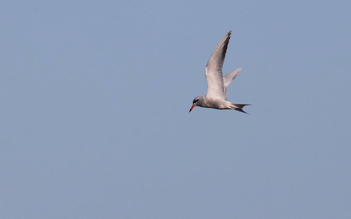 Snowy-crowned Tern - ML614106131