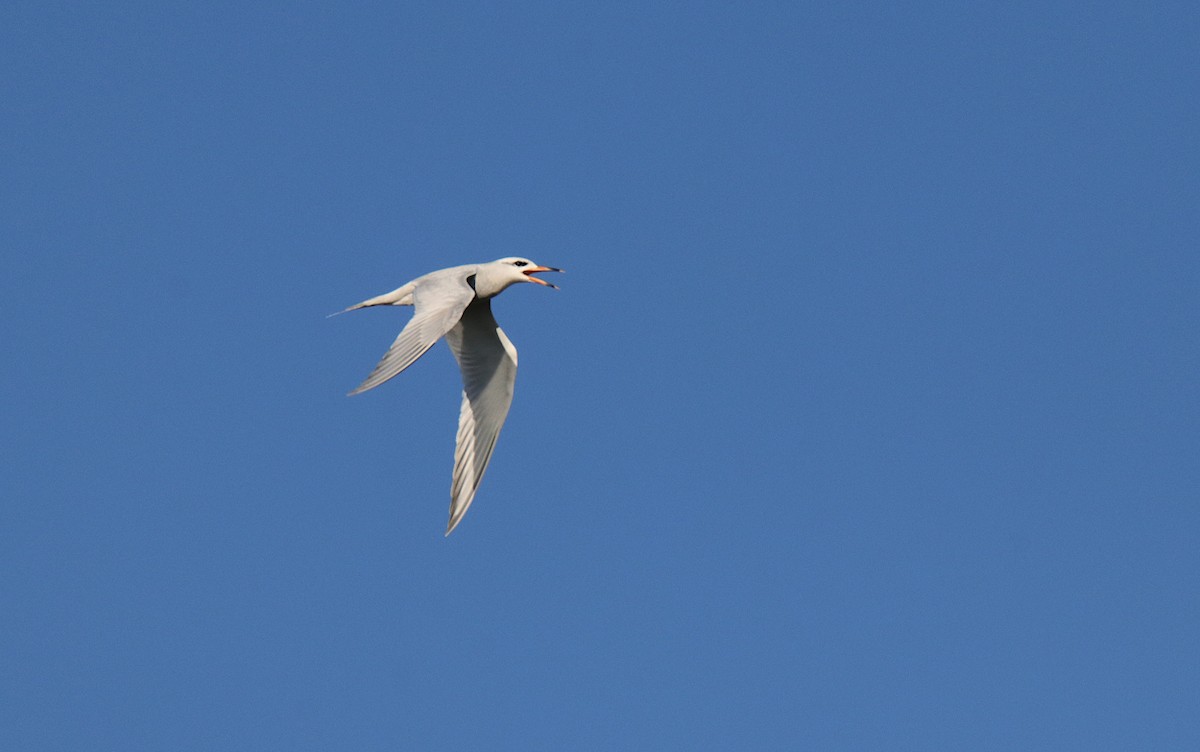 Snowy-crowned Tern - ML614106133