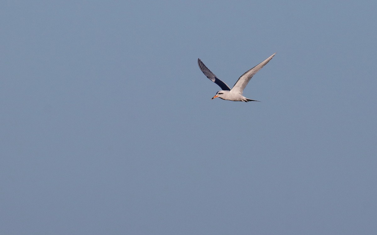 Snowy-crowned Tern - ML614106134